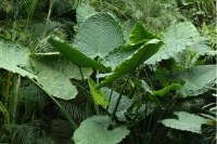 海芋原来有毒？了解一下植物的特化传粉系统