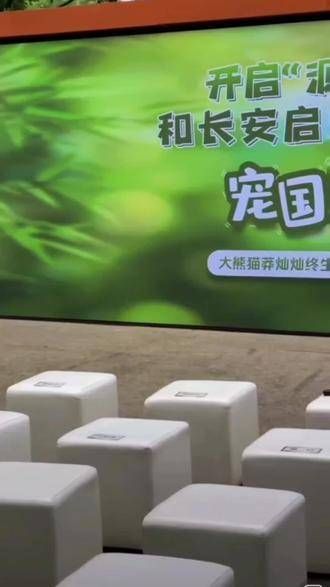 国宝降临,美好起航,5月31日大熊猫莽灿灿终身认养仪式 来这里感受熊猫的魅力