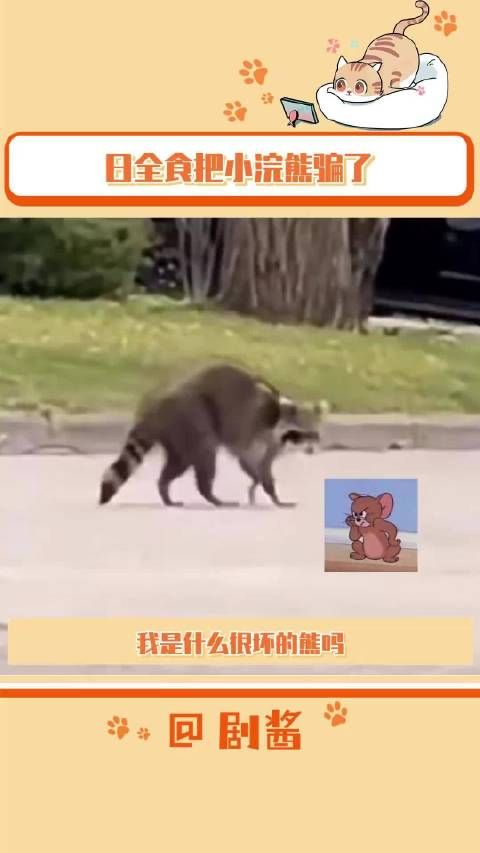 此时一只小浣熊悄悄地打破了 的宁静