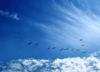 天天读诗 | 刘禹锡：秋词·二首其一