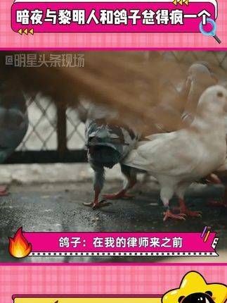 人和鸽子总得疯一个 林少白这鸽子你就养吧…