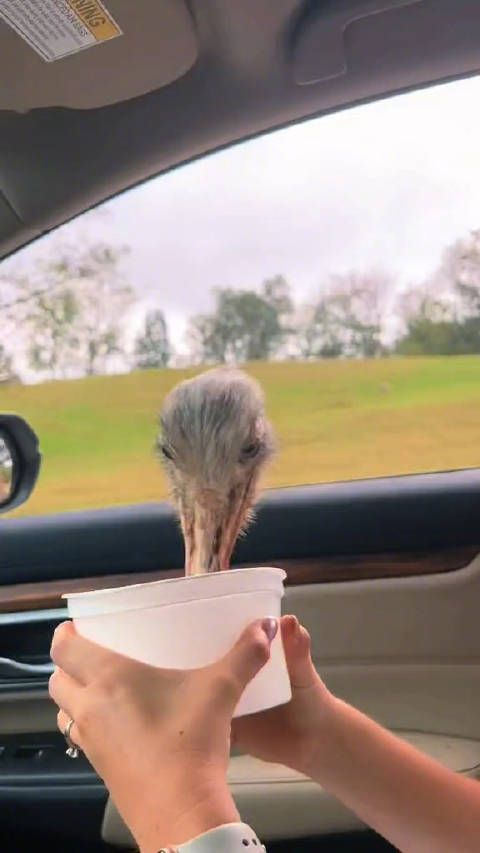 鹿:你一边去吧,该我了