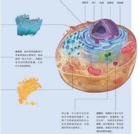 动物（属真核生物）的细胞结构示意图（图片来源：人教版高中生物教材-必修1）