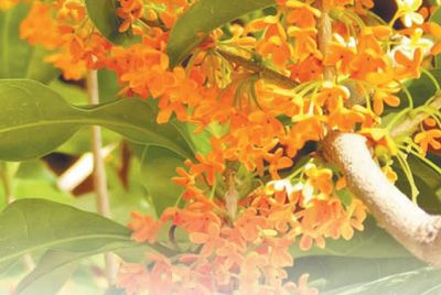 丹桂。 资料图片