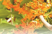 桂花有多少品种？