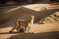 “老子化胡”去过哪些国家，对后世又产生了哪些超乎想象的影响