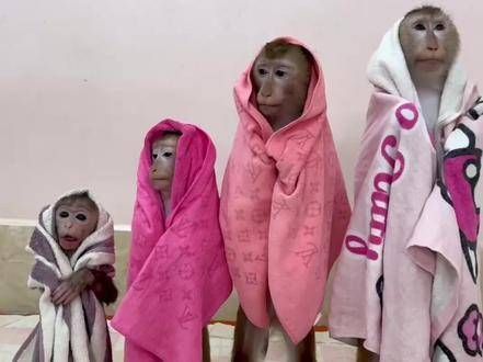 温馨一家 神奇动物在 萌宠出道计划 猴子 动物 幽默时刻 萌宠