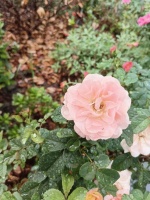 白居易题目最长的一首诗，全诗56字，题目50字，句句真情流露，感人至深