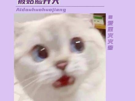 黄磊厨艺风波后举办讲座,现场遭遇贴脸挑战