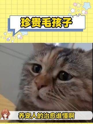 毛孩子们真是萌翻天了,能治愈所有烦恼