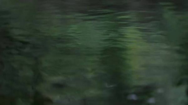 秋意渐浓,春花悄然绽放