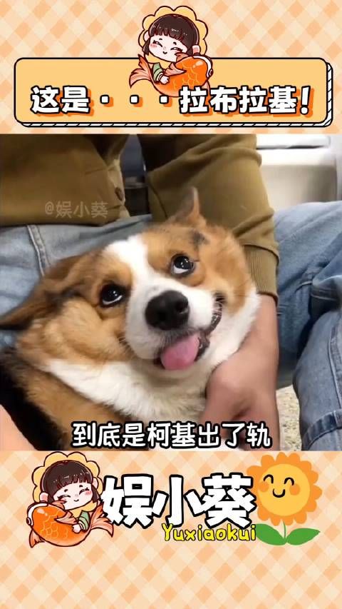 这是···拉布拉基!
