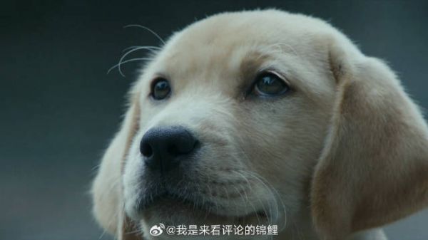 女儿给父亲销户 不料小狗拦住去路,命中注定