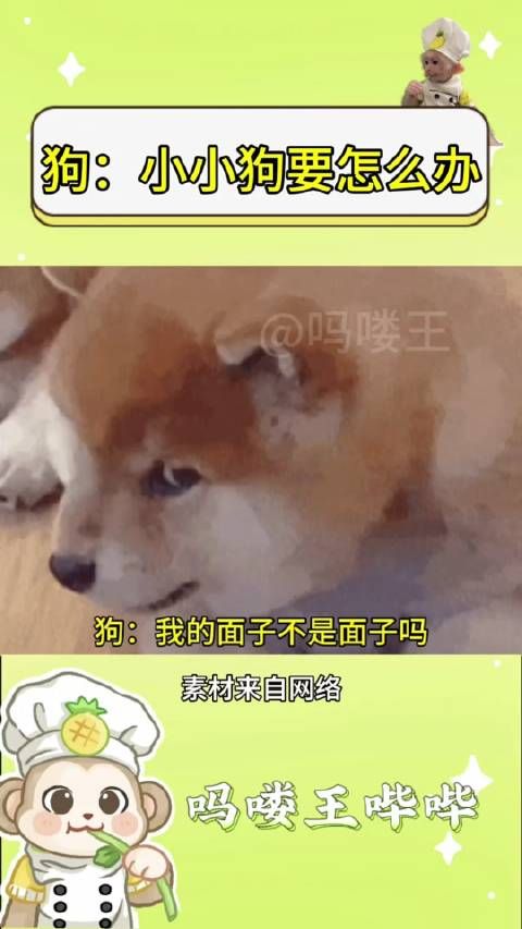 丸辣!小小狗上电视了 双11抄省清单 青春狂欢节