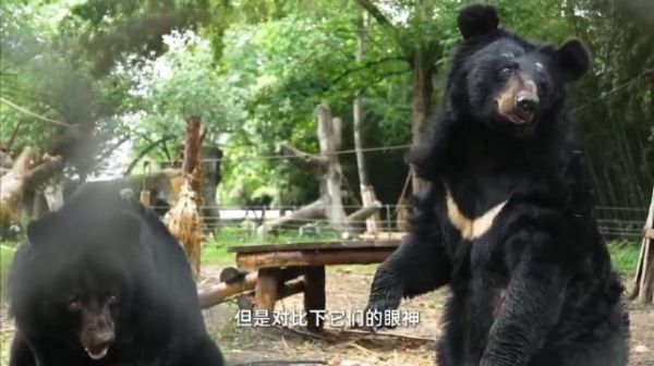 认识好几个朋友也从事宠物行业,有一个给猫狗做社交的…