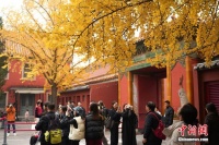 北京：故宫银杏染秋