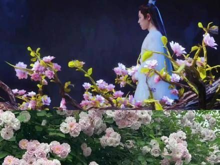 玉骨遥同款“雪寒薇”近在咫尺,说不定一抬头就能遇见少司命同款