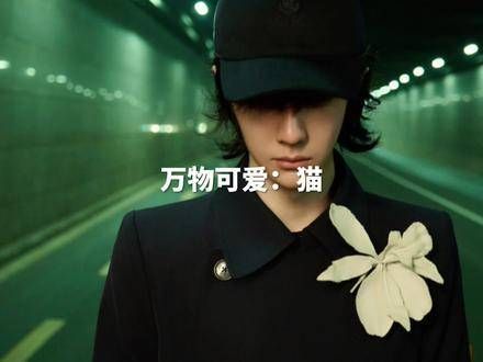 新年首秀,世间美好——猫咪!