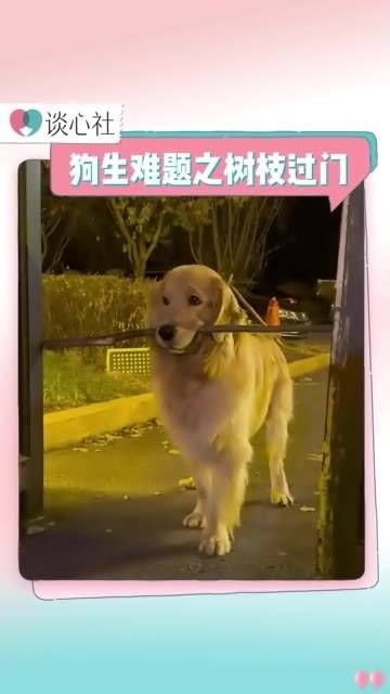 小狗狗学不会就不强求了