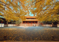 “着汉服、对古诗，得门票” 成都崇州银杏季开启