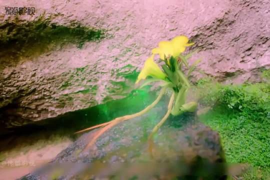 花妖一生挚爱邬童,没想到却换来了一个魂飞魄散的下场