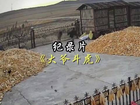 在我相信武松打虎是真的了,还真有人看见老虎不跑的
