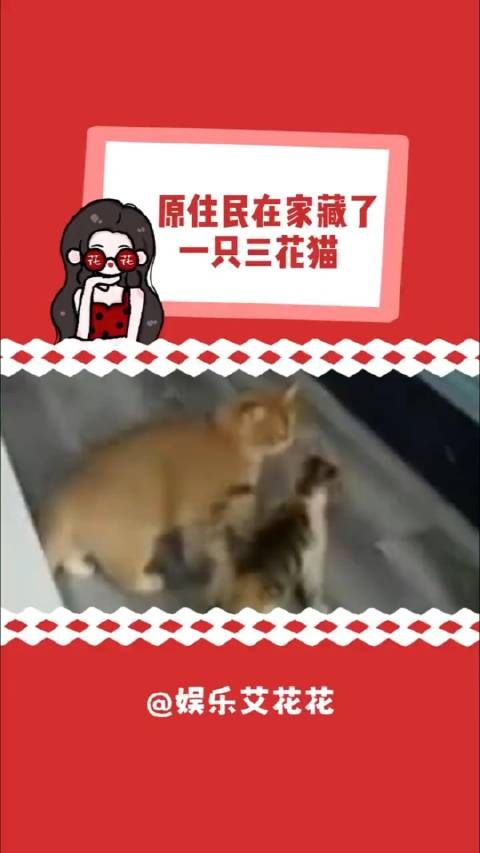 一个喵金屋藏喵