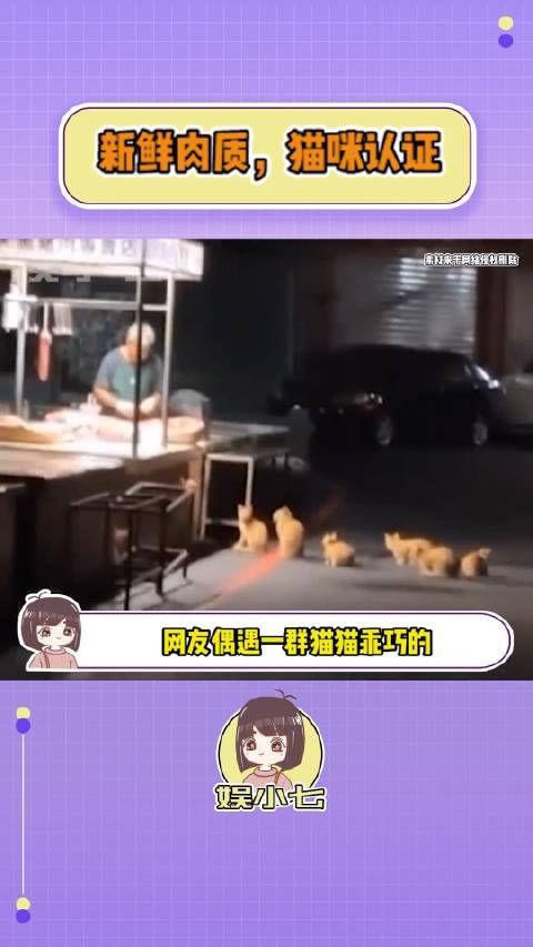 新鲜肉质,猫咪认证! 猫咪 可爱