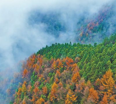 重庆市黔江区国家森林公园灰千梁子景区的万亩林海。 杨 敏摄（人民视觉）