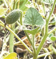 喷瓜如何把种子喷出10米开外？