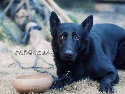 不愧是蜀中的辣妹子季英英，训狗的手段真是一绝，这狗养得值了