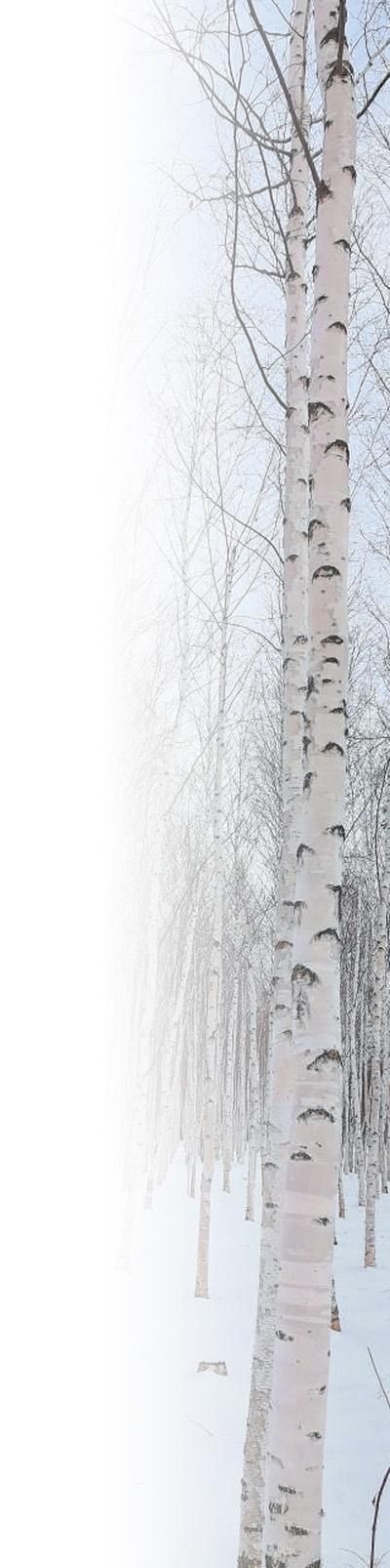 白桦树。本报记者 孟海鹰摄