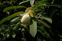 科研人员对极危植物苍背木莲实施野外回归