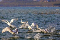 山西平陆：数千只白天鹅飞抵越冬 黄河湿地变身“天鹅湖”