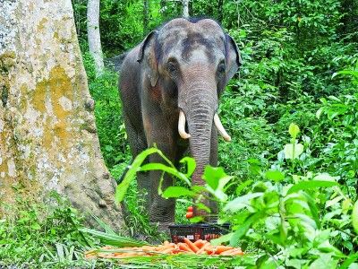 在西双版纳国家级自然保护区内的亚洲象救护与繁育中心,被收容救治的亚洲象正在觅食。本报记者 徐鑫雨摄/光明图片