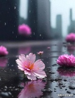 琼瑶花葬！网友：很适合她，有点浪漫