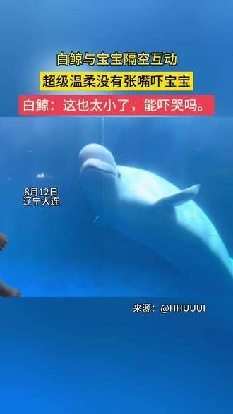 大白鲸与宝宝互动,非常温柔,完全没有张嘴吓到宝宝