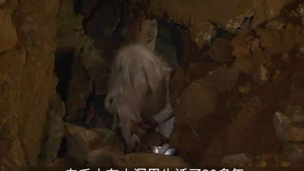 大爷为给儿子洗清冤屈,孤身一人在山洞度过数年