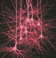 为何“睡得深”有助“记得真”