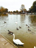 花地·纪实｜谢新源：埃文河畔重识莎翁