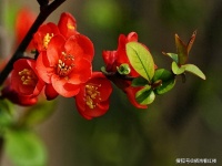 黛玉“堪怜咏絮才”，为什么诗社却让宝钗多赢一次？