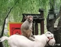 打一巴掌，给个甜枣？侯二高度评价杨议：说相声没一个能超过他的