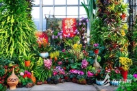 上海植物园年宵花展开幕 将持续至2月16日