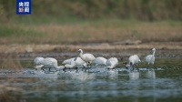 南迁候鸟如何“过春节”？湿地保护修复“越冬天堂”
