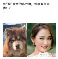 陈乔恩回应为网红小狗发声：骂人之前希望能理清事实