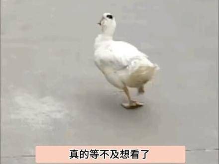 秦霄贤、孟鹤堂和烧饼要去卖菜了,这路透简直让人笑翻!