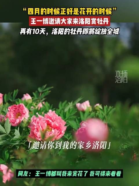 总要来一趟河南吧王一博说四月正是赏牡丹的好时节