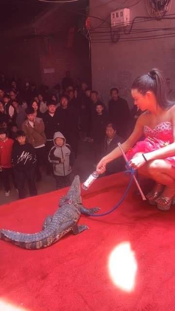 近距离体验鳄鱼强大咬合力,真是令人震撼