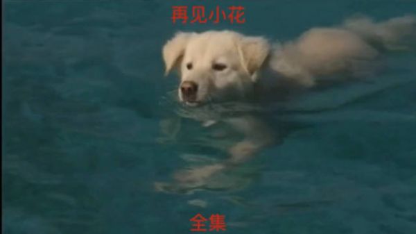 这只狗狗为了追女朋友每天要游7公里
