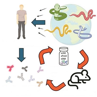 科学家打造的新抗蛇毒血清，能中和多种最致命毒蛇的神经毒素。图片来源：《细胞》杂志